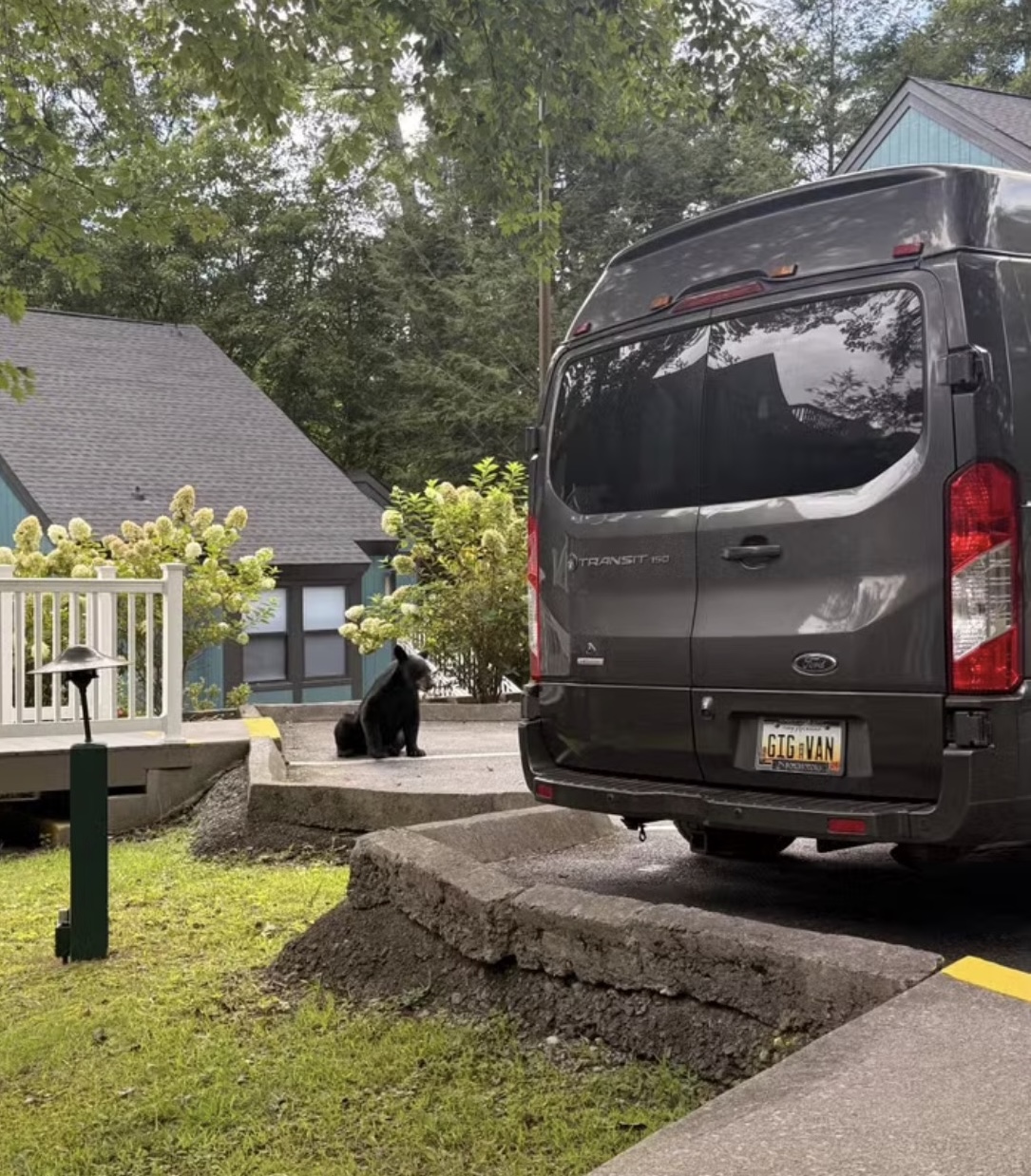 A black bear sitting near the rear of the Gig-Van during a guest trip
